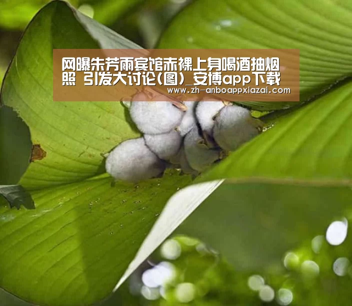 安博app下载